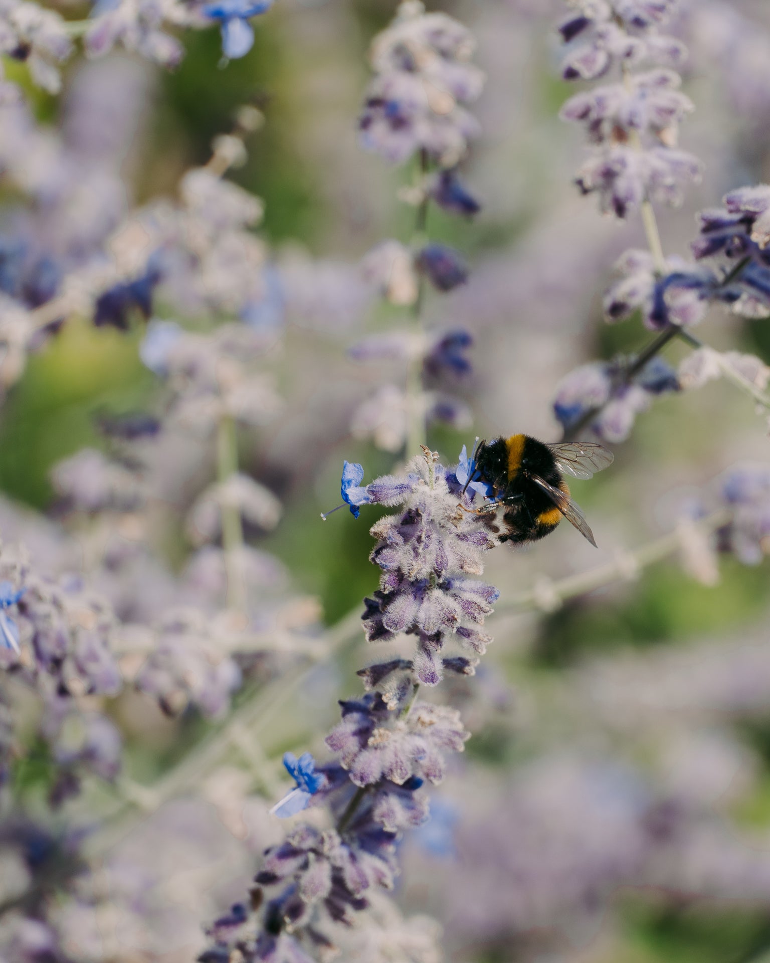 Bee on a lavender flower with a blurred background