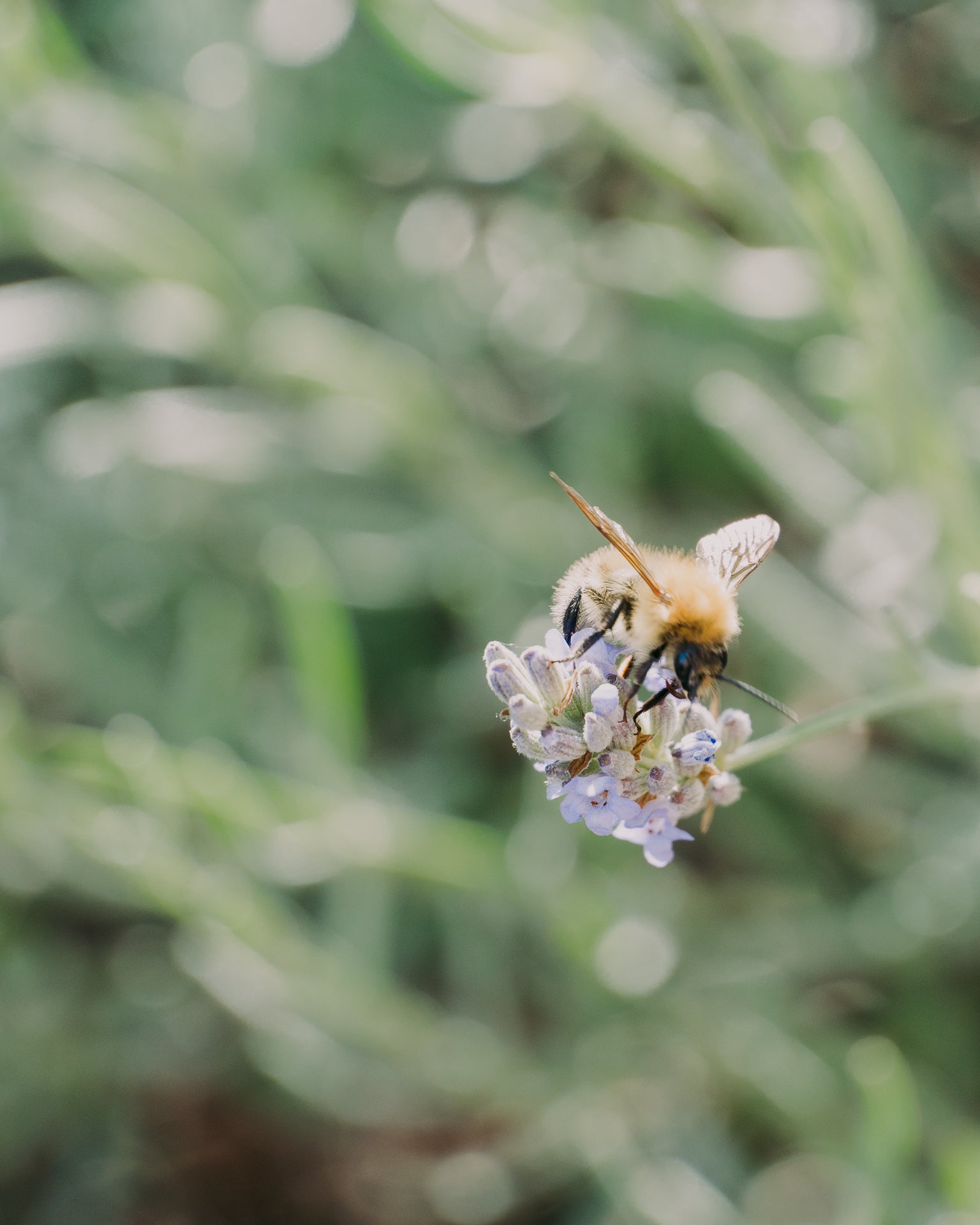 Bee on a flower with a blurred green background