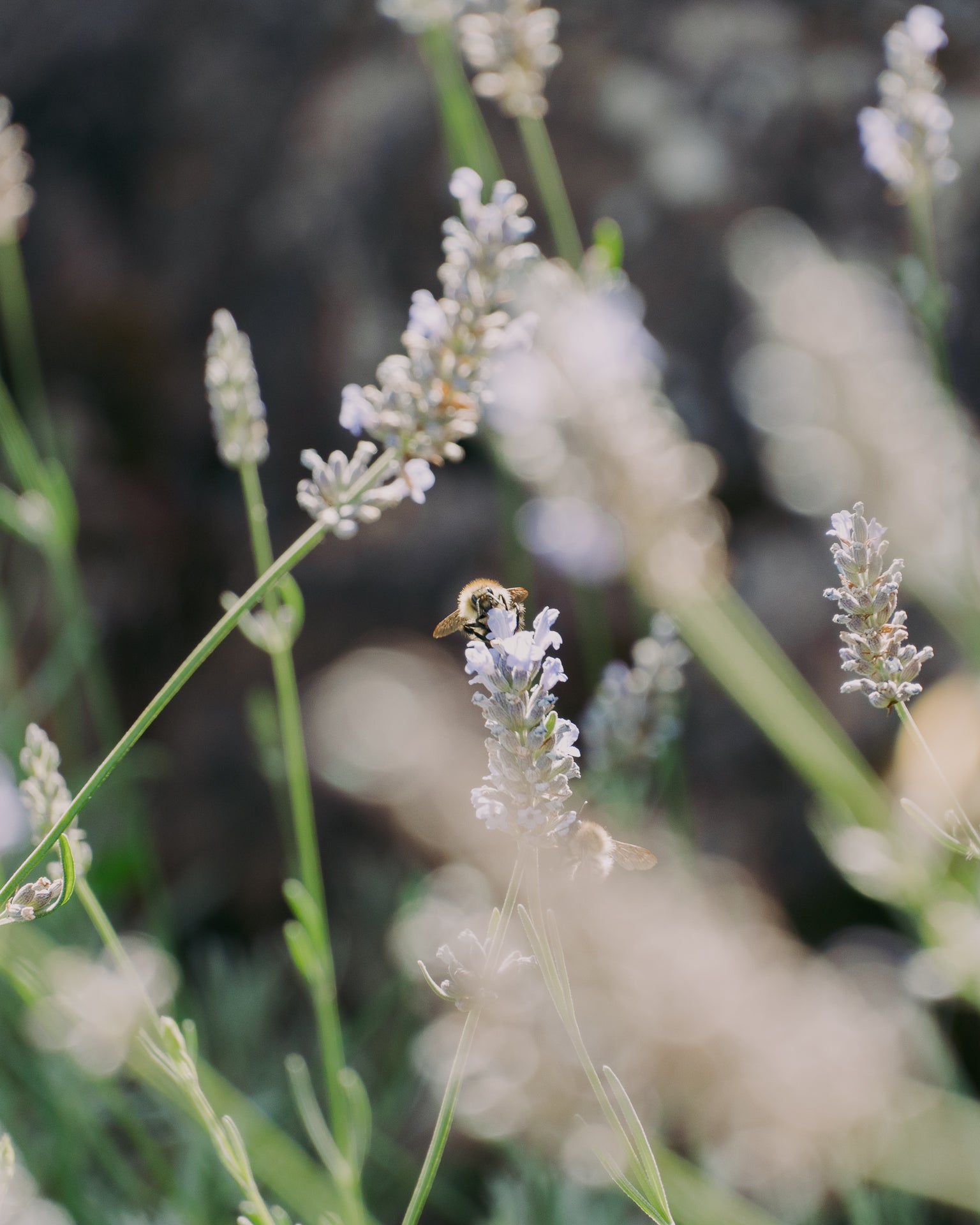 Lavender flowers with a bee on a blurred background
