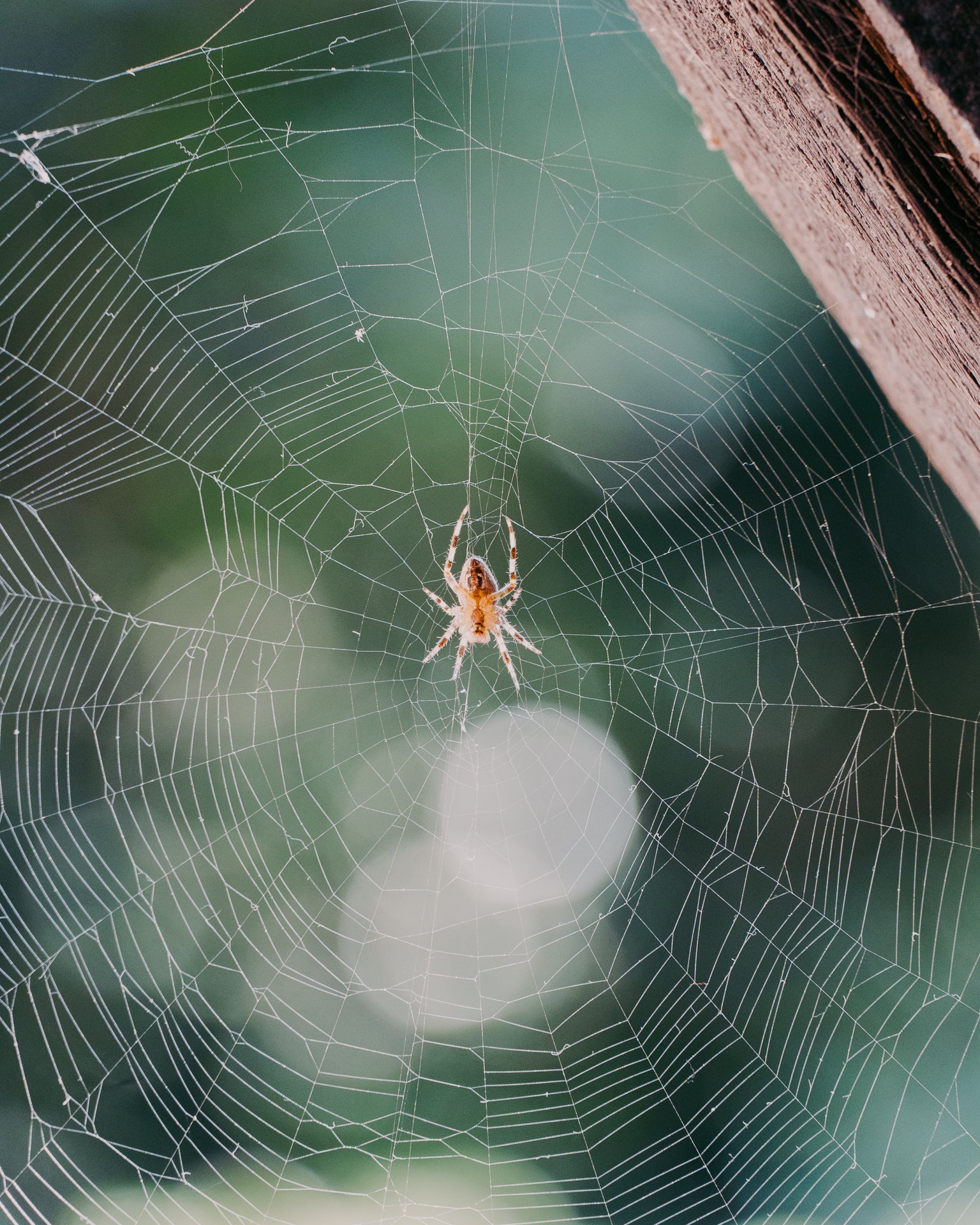 Spider on a web with a blurred background
