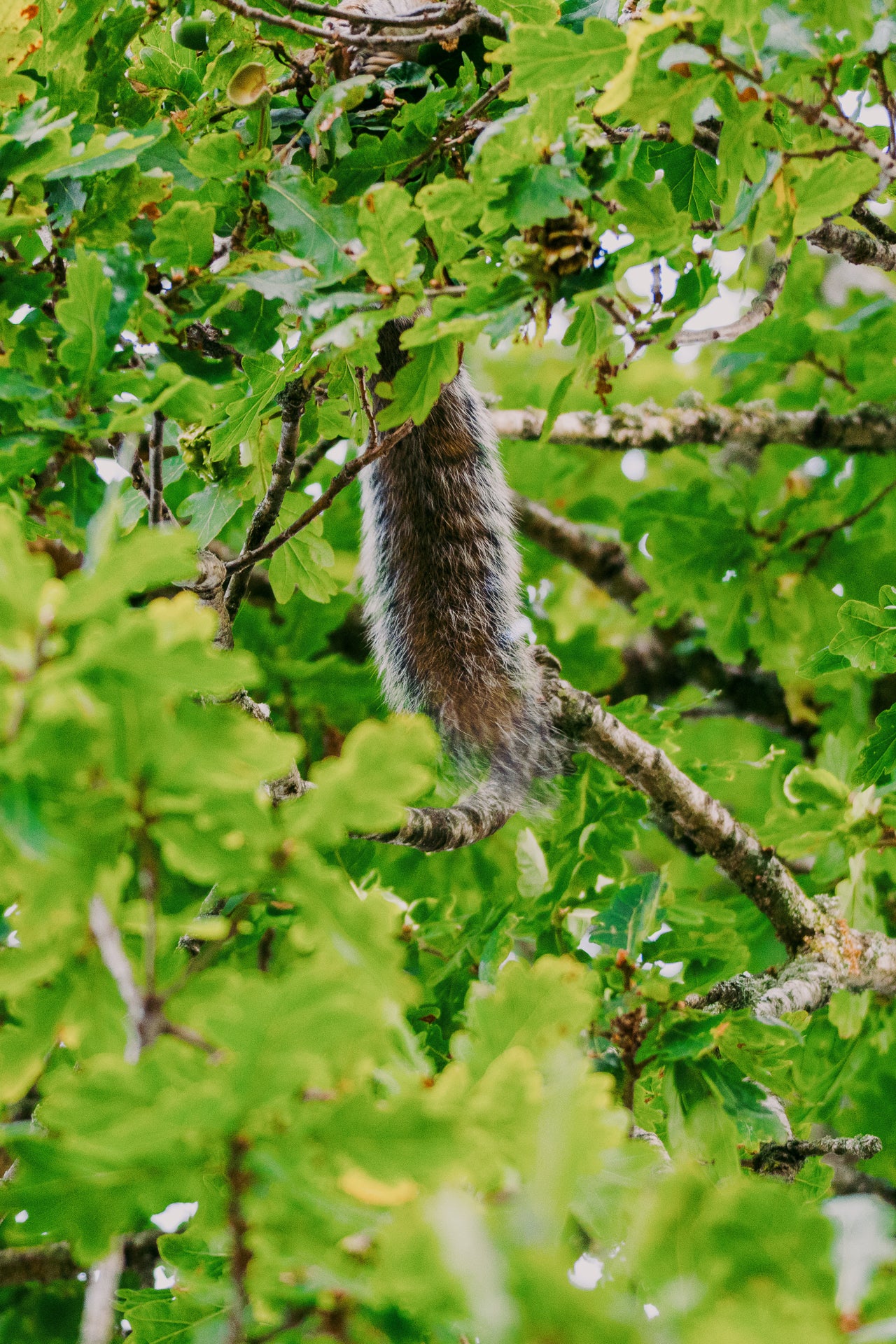 Squirrel hanging from a tree branch among green leaves