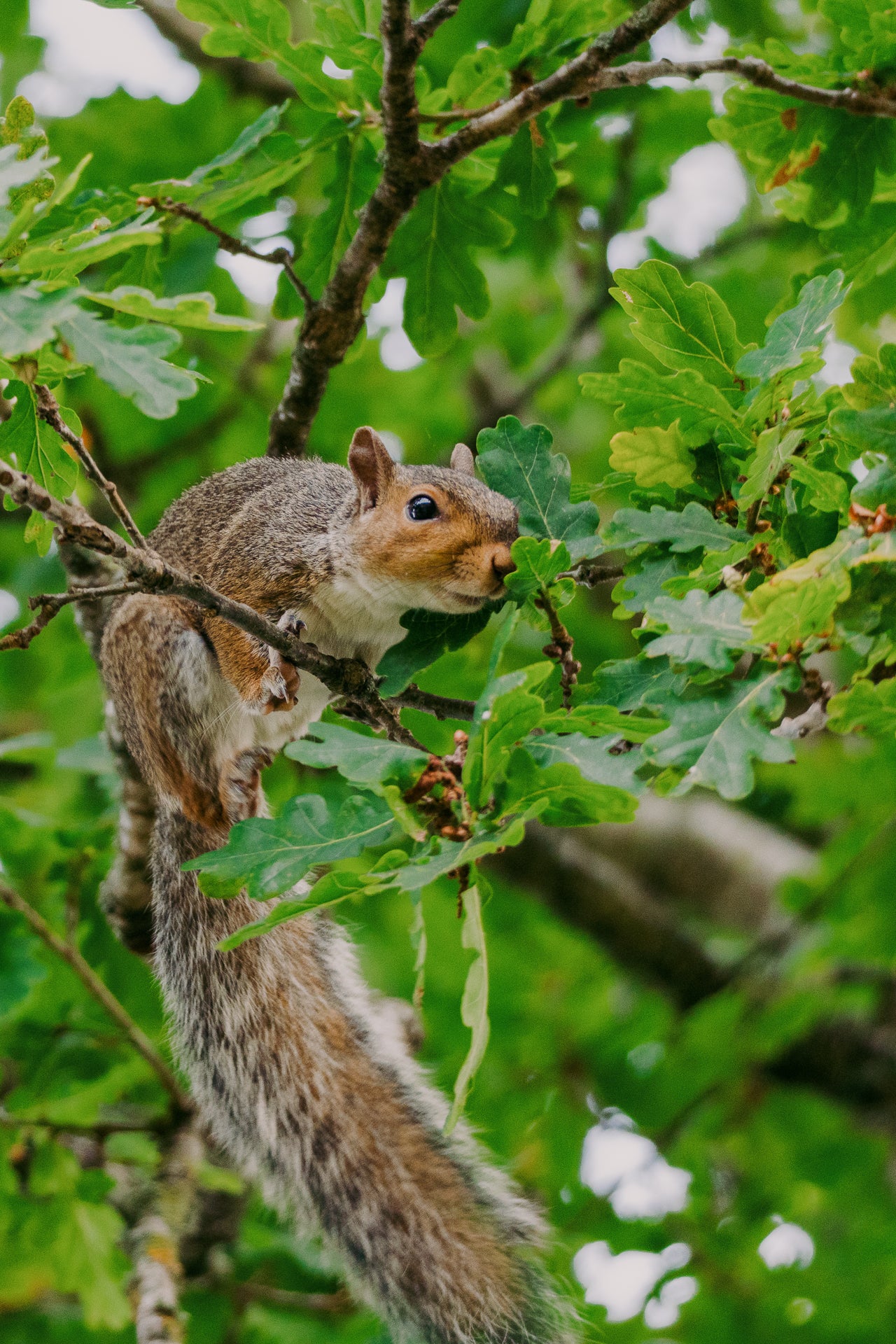 Squirrel on a branch with green leaves