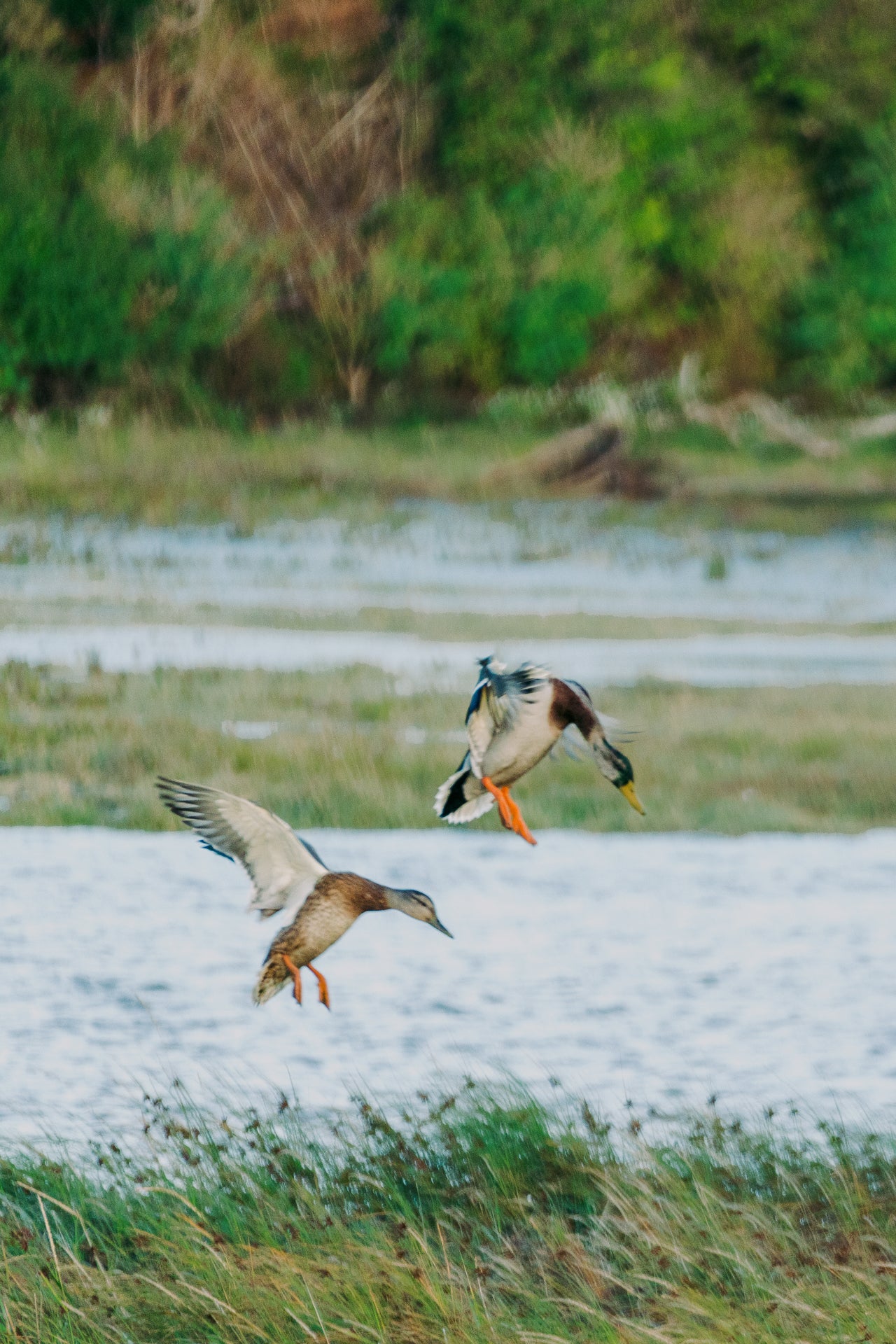 Two ducks flying over a water body with greenery in the background