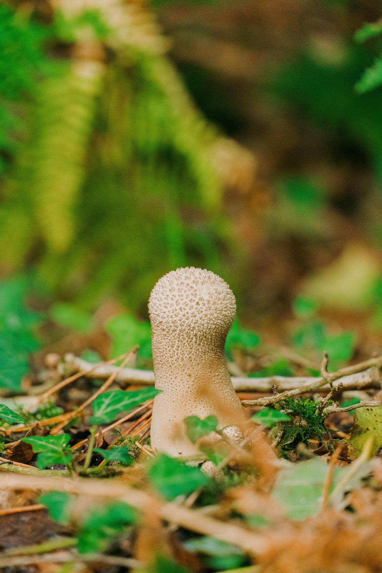 Close-up of a puffball mushroom in a forest setting with blurred greenery.