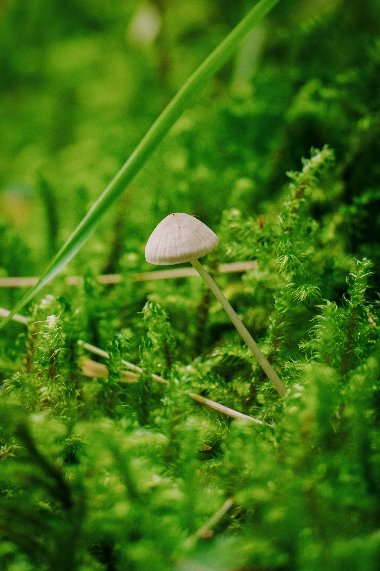 Small mushroom growing in a grassy area