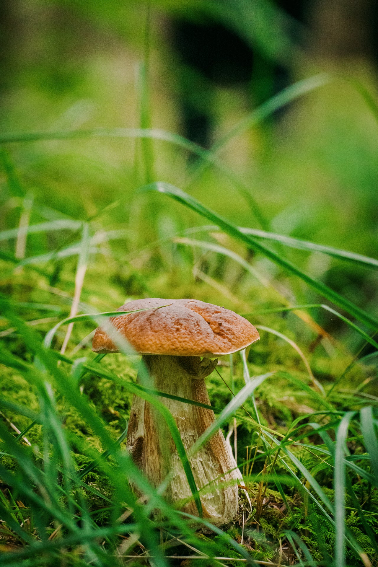 Mushroom growing in grass with a blurred background
