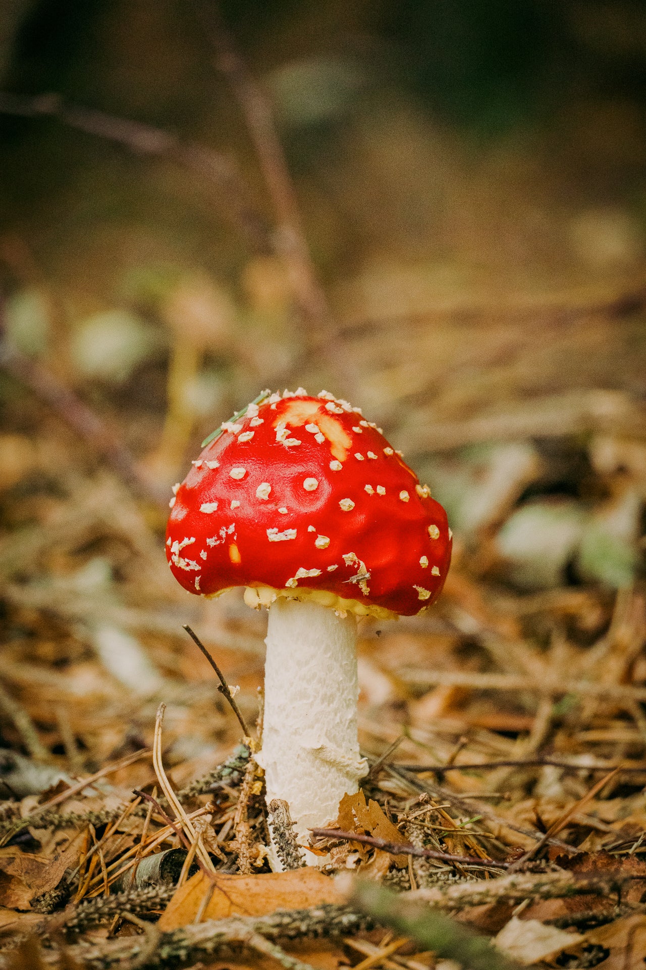Red mushroom with white spots on a forest floor