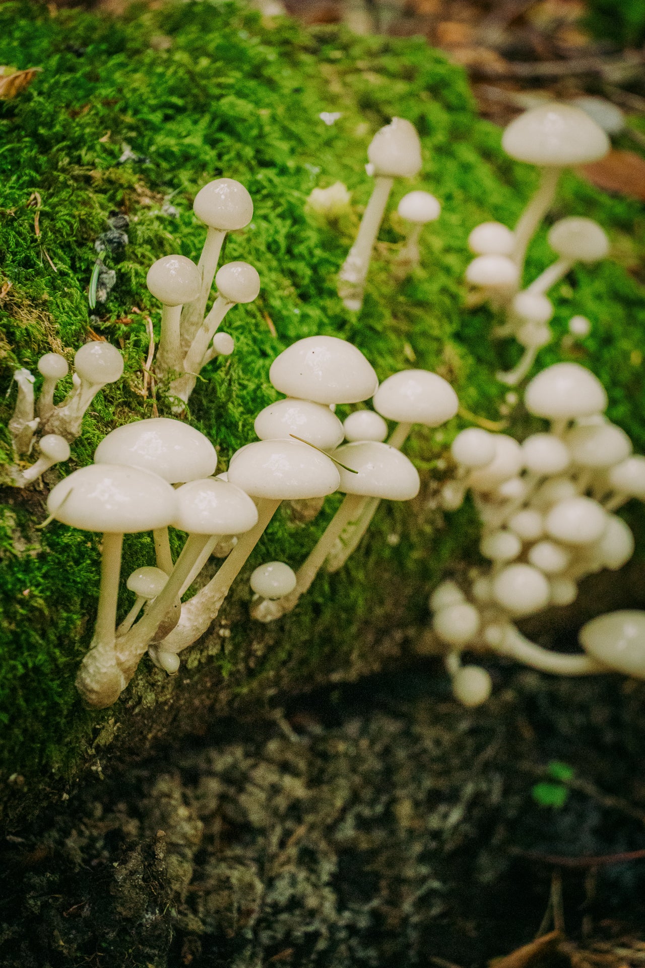 White mushrooms growing on a moss-covered log in a forest setting