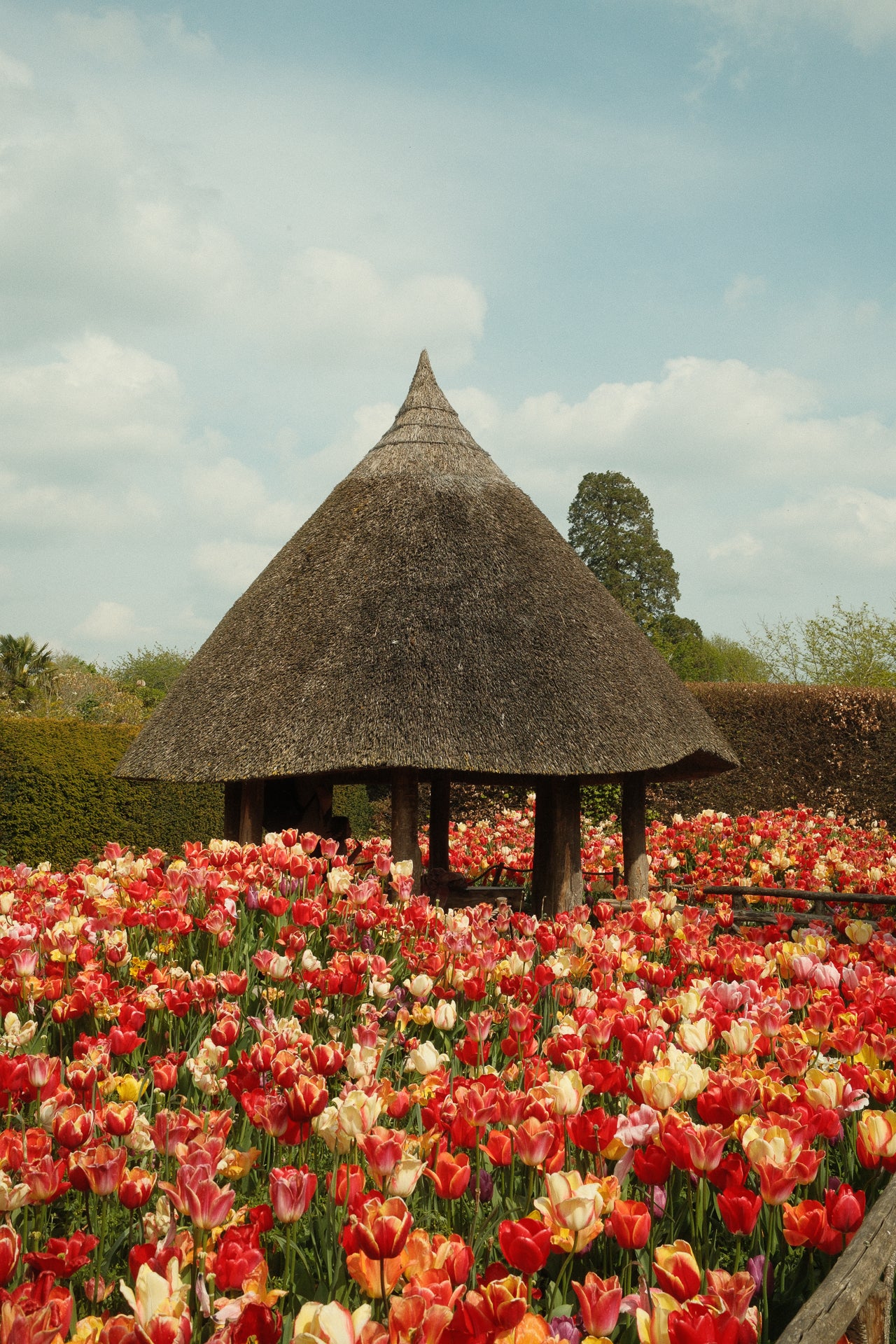 Hut amongst Tulips